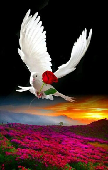 hình ảnh chim bồ câu và hoa hồng