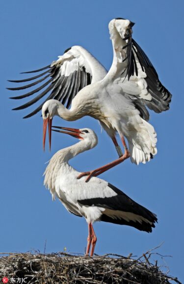 hình ảnh con hạc chơi đùa