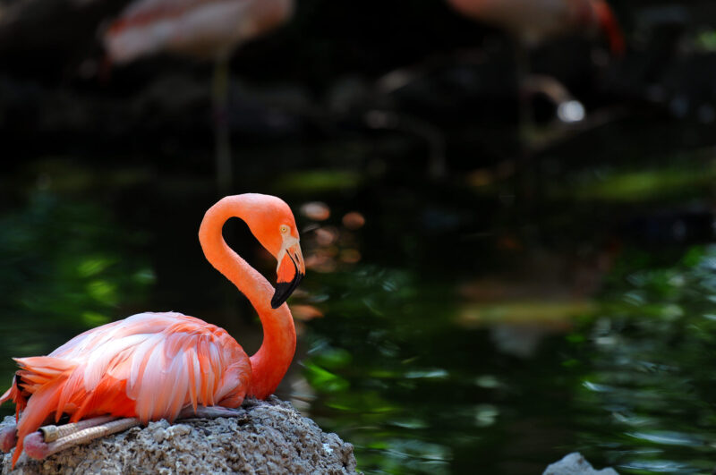 hình ảnh con hạc xỉa lông