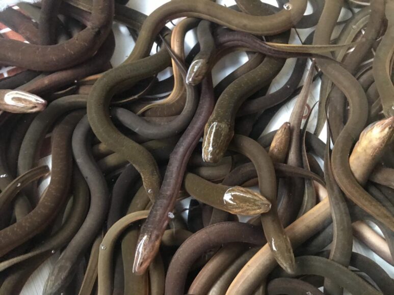 hình ảnh con lươn đen