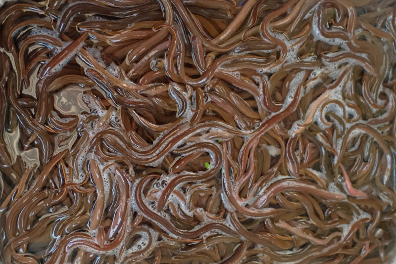 hình ảnh con lươn giống