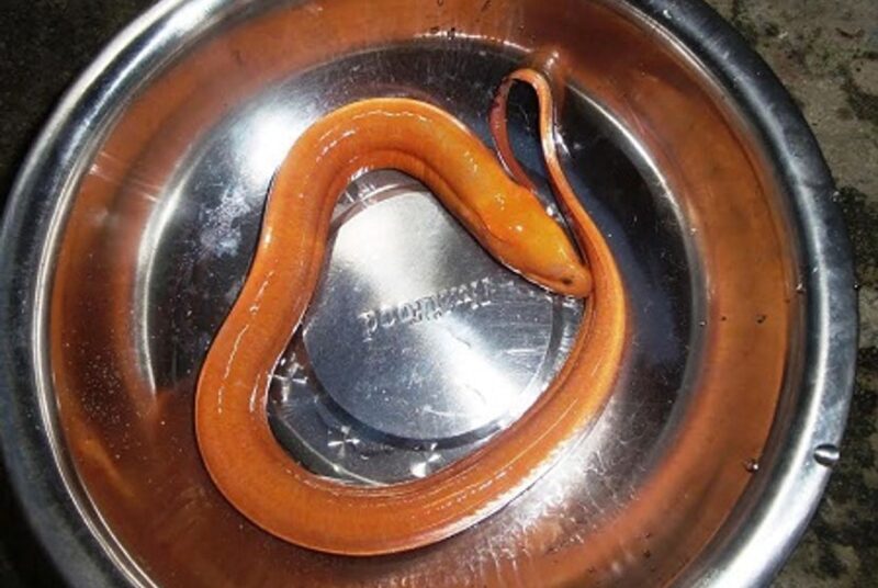 hình ảnh con lươn kỳ quái