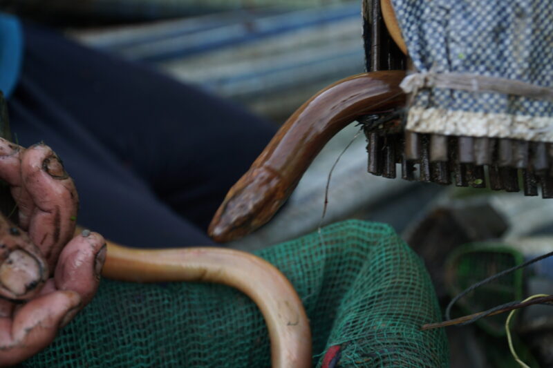 hình ảnh con lươn trong lồng