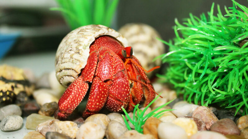 hình ảnh con ốc biển