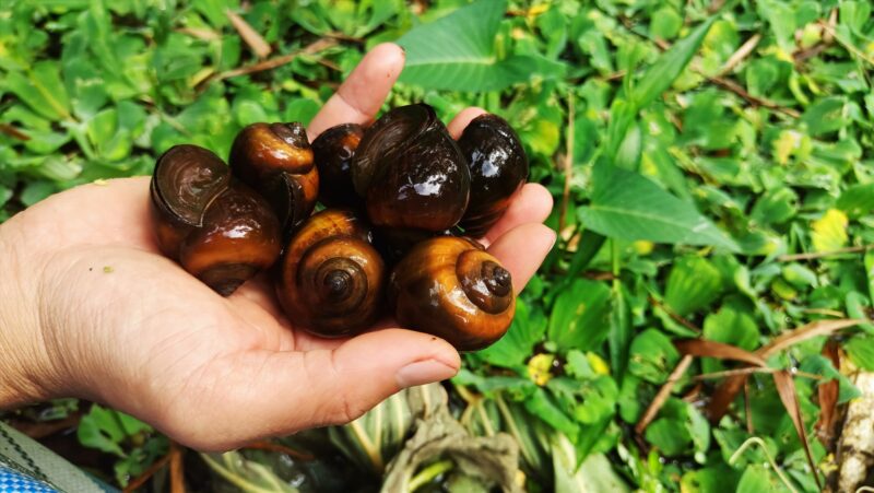 hình ảnh con ốc bóng bẩy