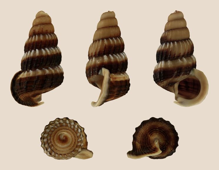 hình ảnh con ốc các loại