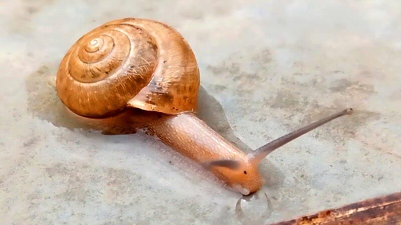 hình ảnh con ốc cute