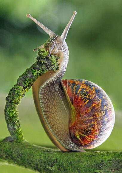 hình ảnh con ốc màu sắc