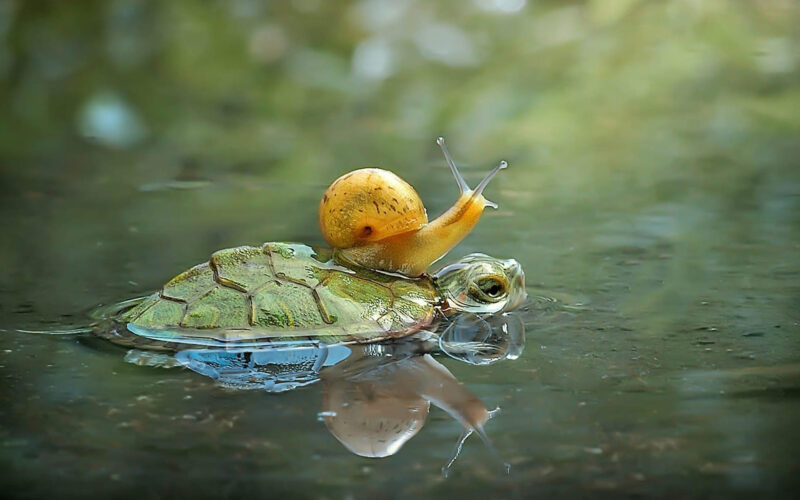 hình ảnh con ốc nghệ thuật