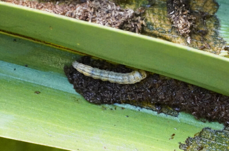 hình ảnh con sâu ấu trùng