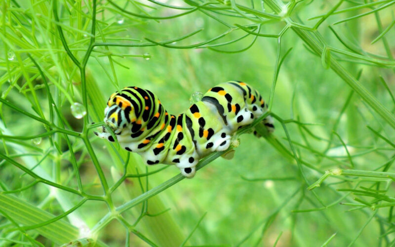 17 Worm Wallpapers By Mister Telasm