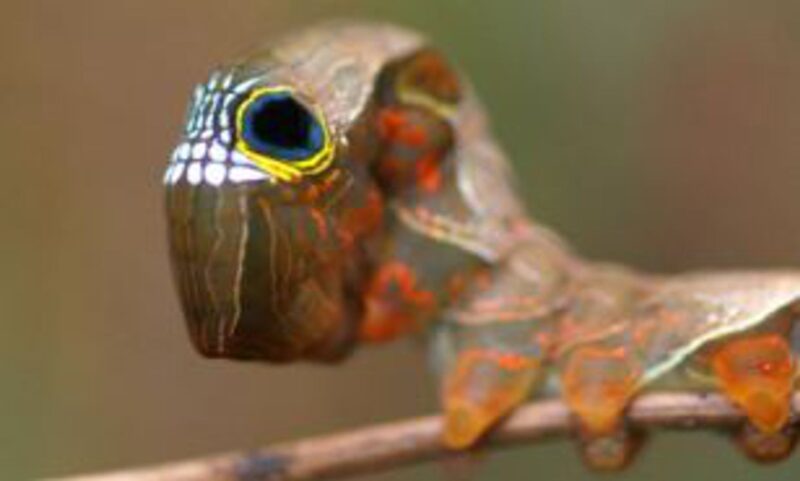 hình ảnh con sâu độc lạ