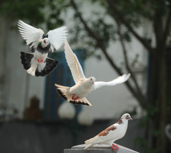 hình chim bồ câu yên bình