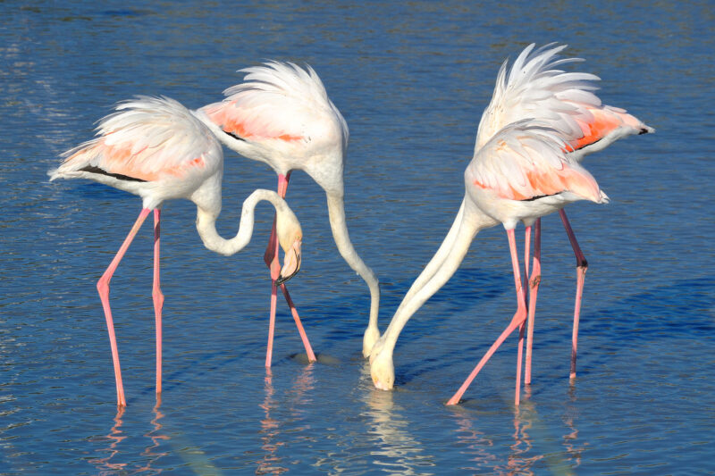 hình con hạc dưới nước