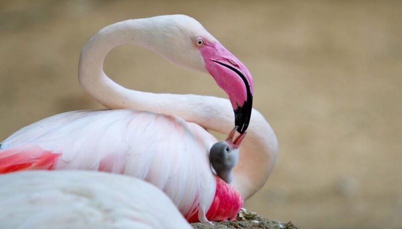 hình con hạc mỏ hồng