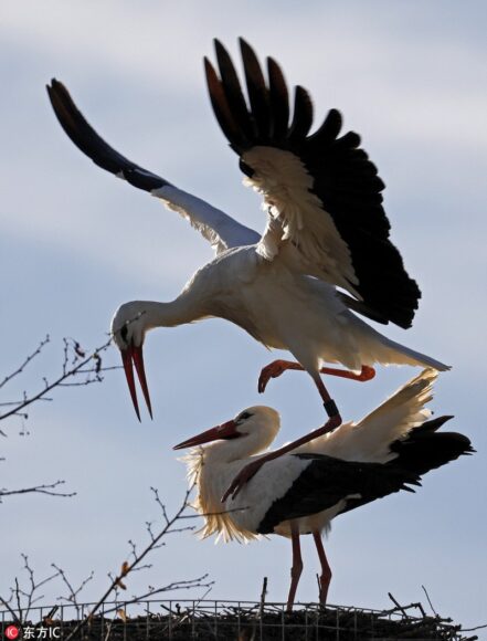 hình con hạc tình cảm