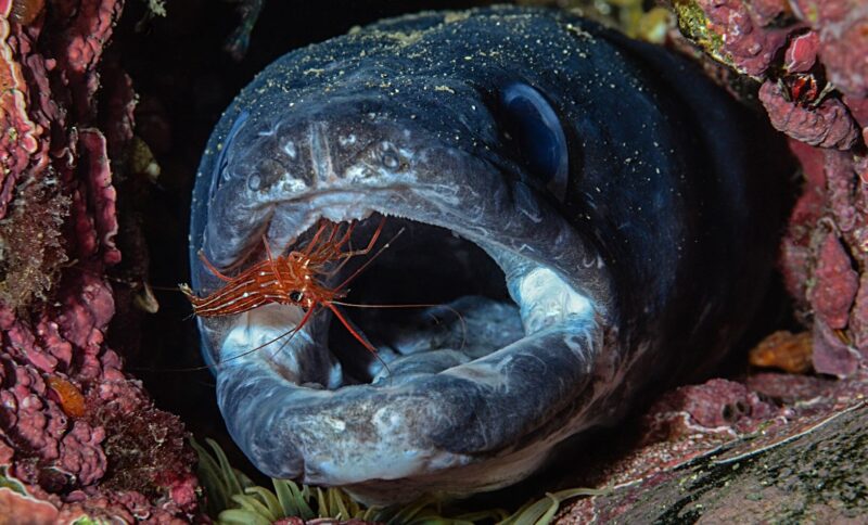 hình con lươn biển