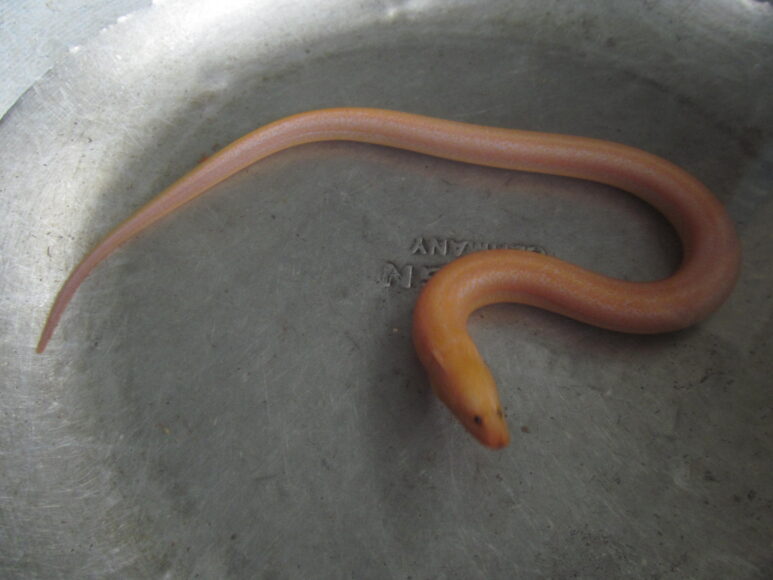 hình con lươn màu sắc