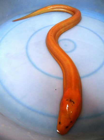 hình con lươn màu vàng