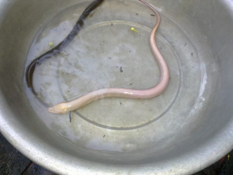 hình con lươn trắng đen