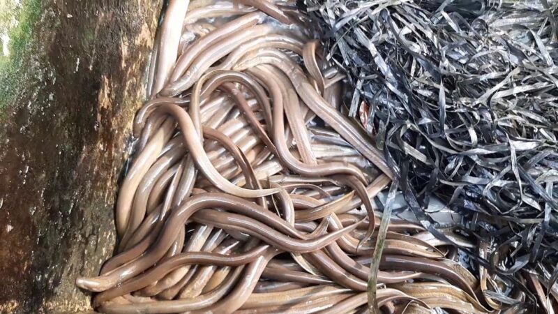 hình con lươn từng đám