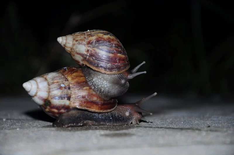 hình con ốc cõng nhau