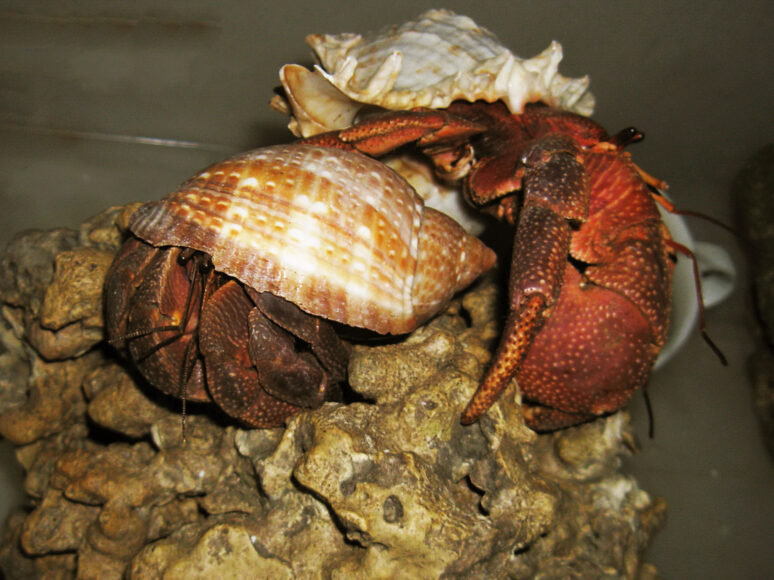 hình con ốc hôn nhau