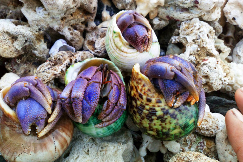 hình con ốc lạ mắt