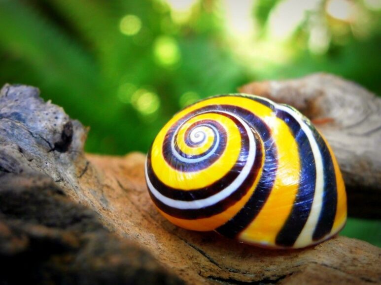 hình con ốc màu vàng