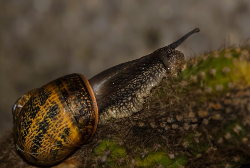 hình con ốc trên cây xương rồng