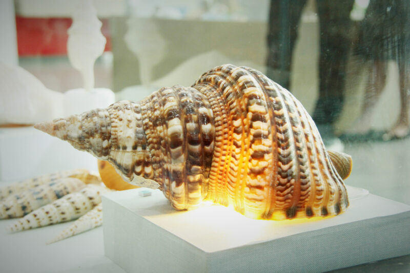 hình con ốc trưng bày