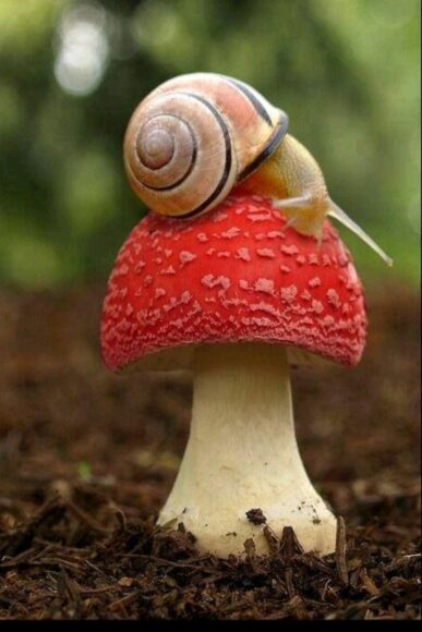 hình con ốc và cây nấm