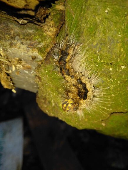 hình con sâu độc lạ