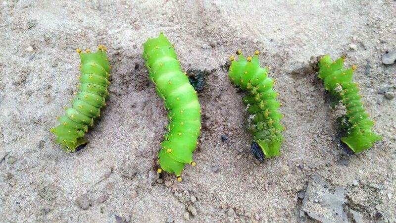 hình con sâu trên đất