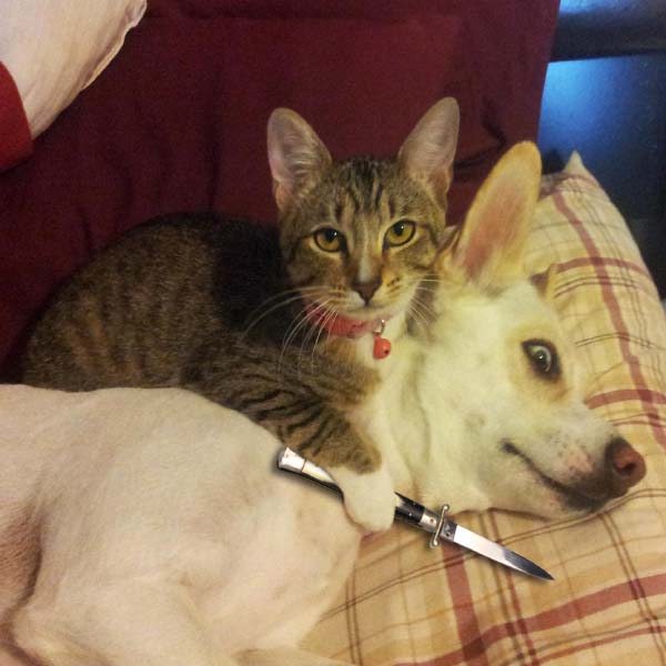 Đừng lo lắng, mèo chỉ đang giữ dao để cắt thực phẩm. Nhưng hình ảnh mèo cầm dao này vẫn rất thú vị và bạn không thể bỏ qua.