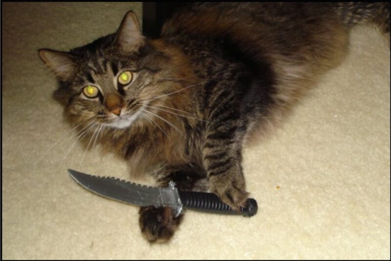 hình mèo cầm dao với đôi mắt sáng