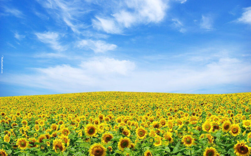 Hình nền Máy tính hoa Hướng Dương