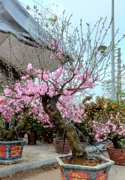 Ảnh Cây Đào ngày Tết