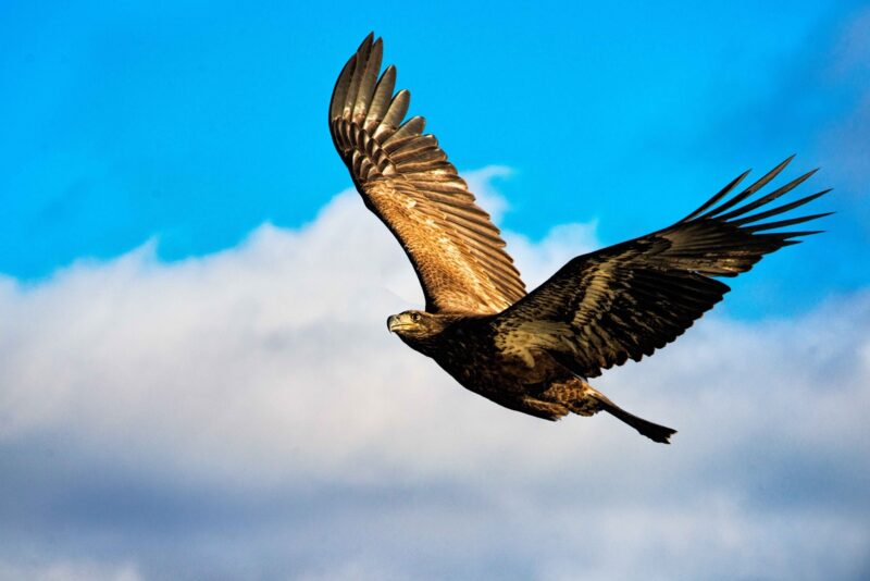 Ảnh Đại Bàng đẹp nhất