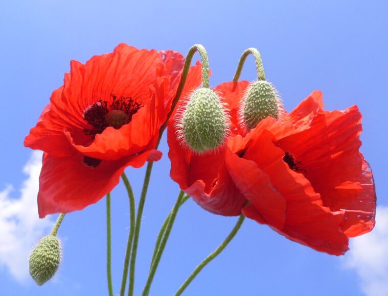 Ảnh bầu trời và hoa Anh Túc