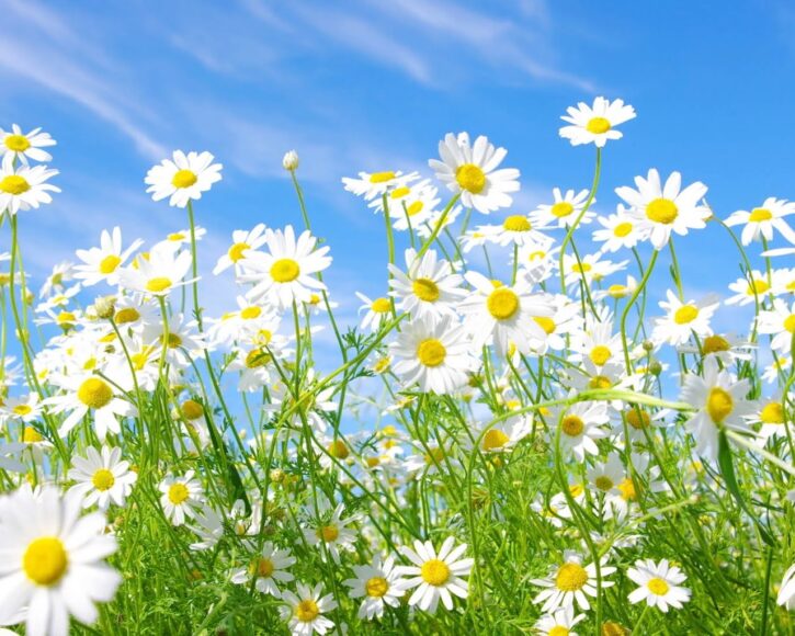 Ảnh bầu trời và hoa Cúc