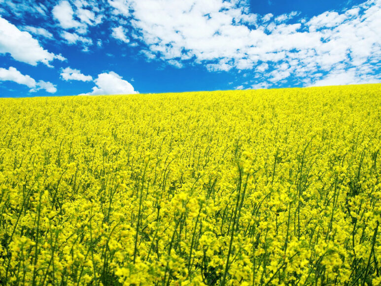 Ảnh bầu trời và hoa cải vàng rực rỡ