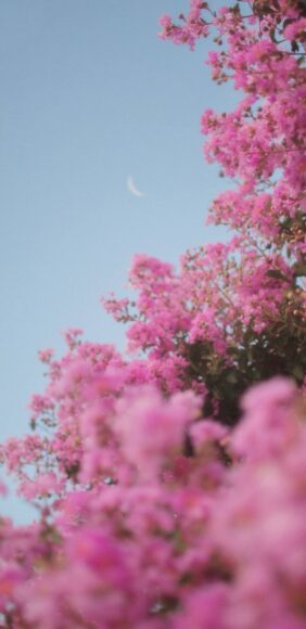 Ảnh bầu trời và hoa cực chill