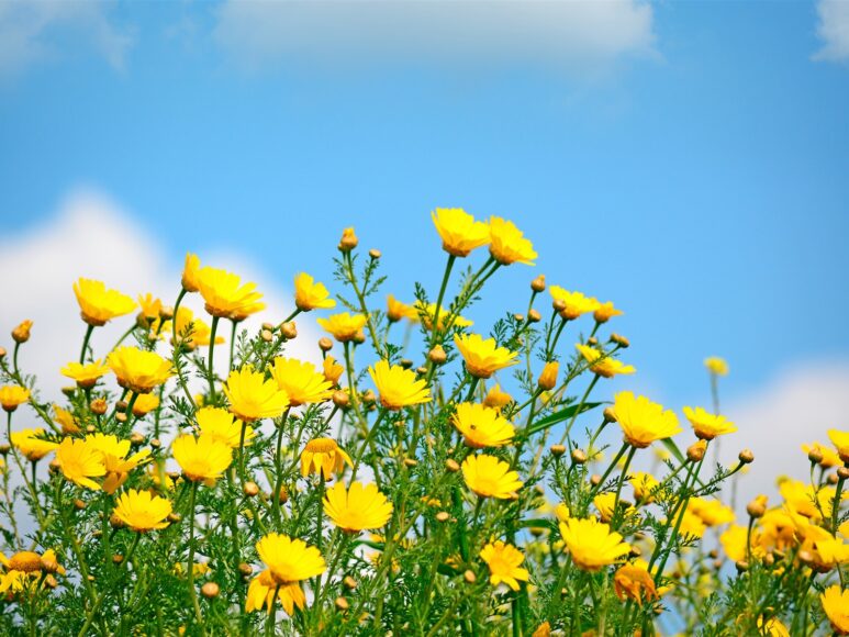 Ảnh bầu trời và hoa tuyệt đẹp