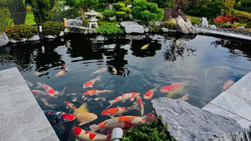 Ảnh cá Chép Koi bơi trong hồ
