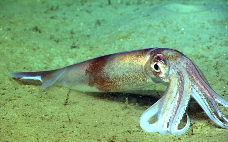 Ảnh cá Mực đẹp