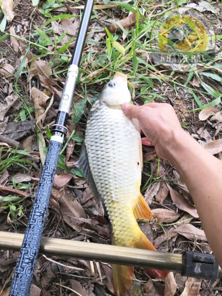 Ảnh cá chép câu được