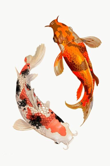 Ảnh cá chép nghệ thuật