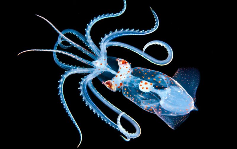 Ảnh cá mực chân thực nhất