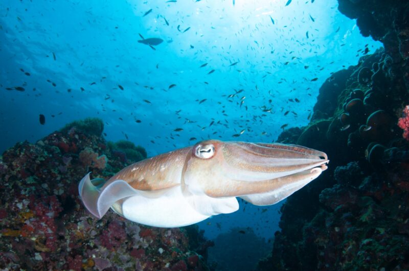 Ảnh cá mực dưới nước